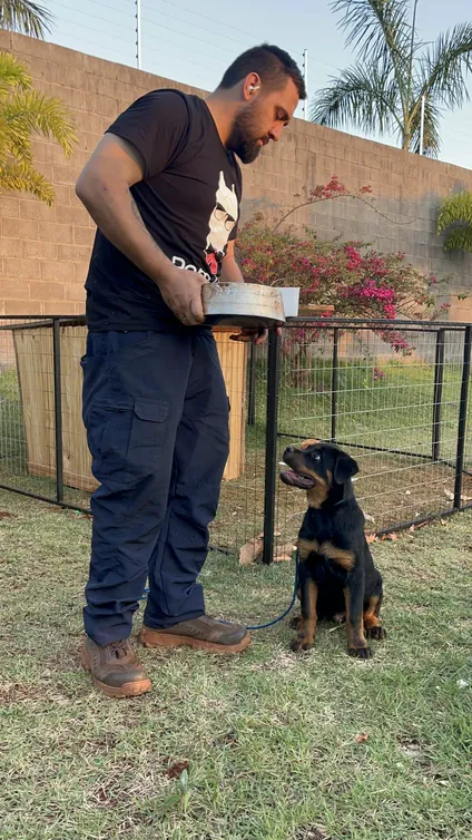 Adestrador da DomDog orientando um cão sentado no quintal